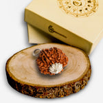 Charger l'image dans la galerie, 7 Mukhi Rudraksha Silver Capped Pendant
